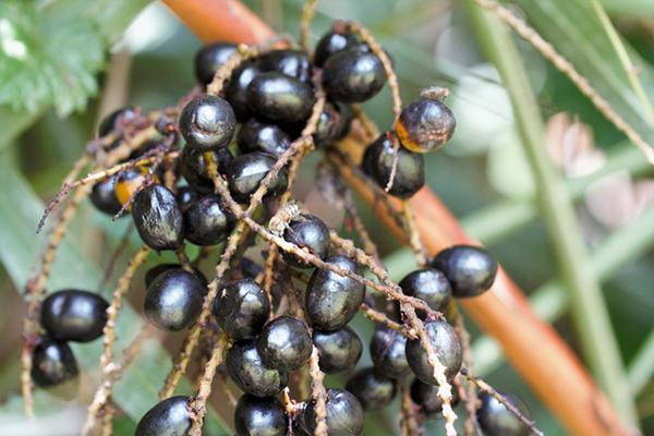 Close-up of ripe berries on a branch of a saw palmetto tree; the berries are used in the making of a dietary supplement.